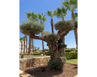 Herverkoop - Appartement / Flat - San Miguel de Salinas - Las Colinas