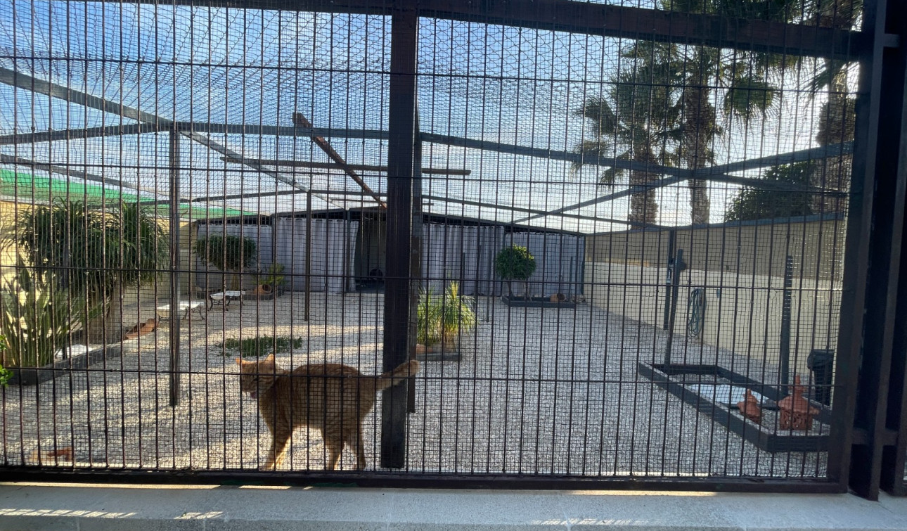 Herverkoop - Finca / Landgoed - Elche - Las Bayas