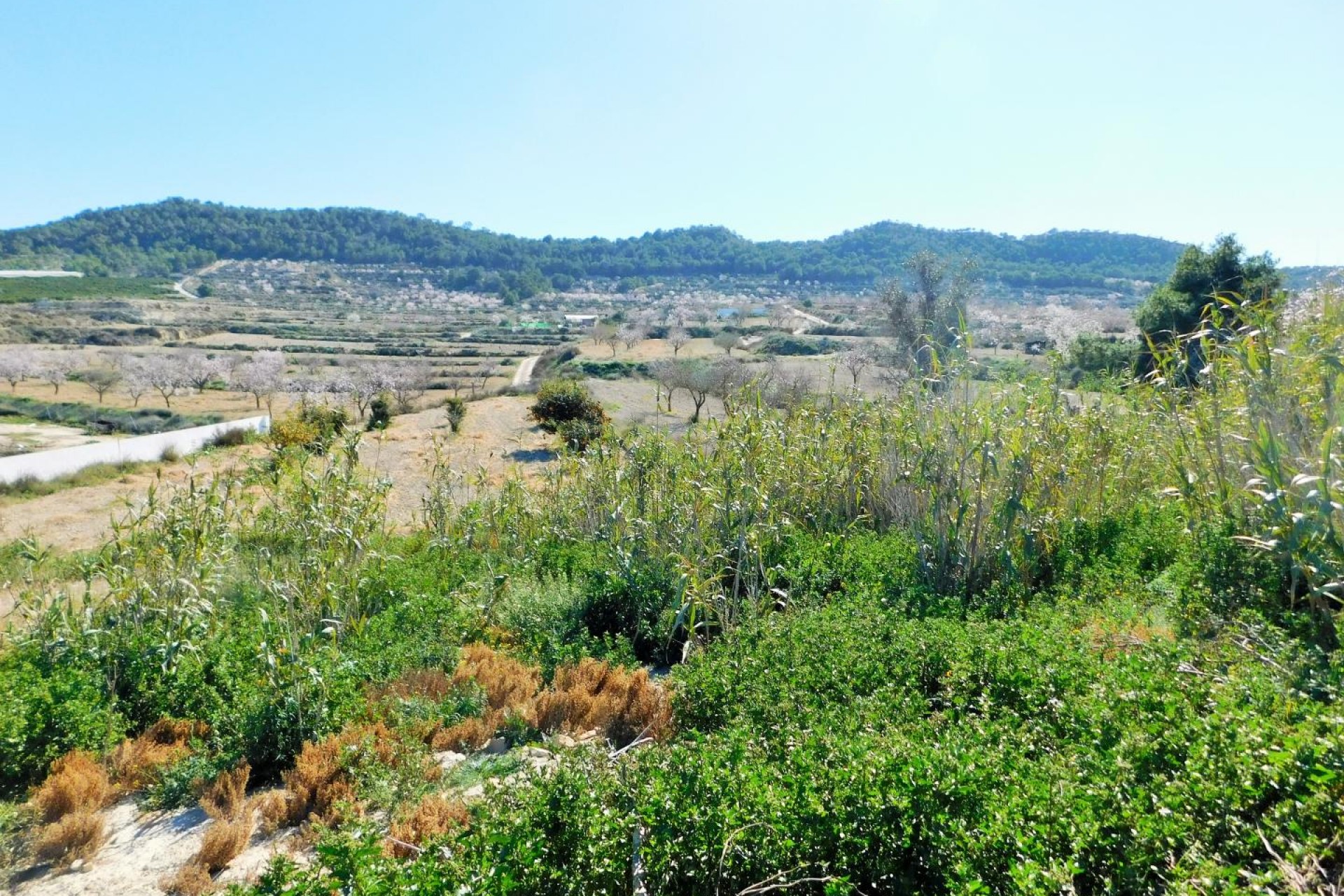 Herverkoop - Finca / Landgoed - Torremendo