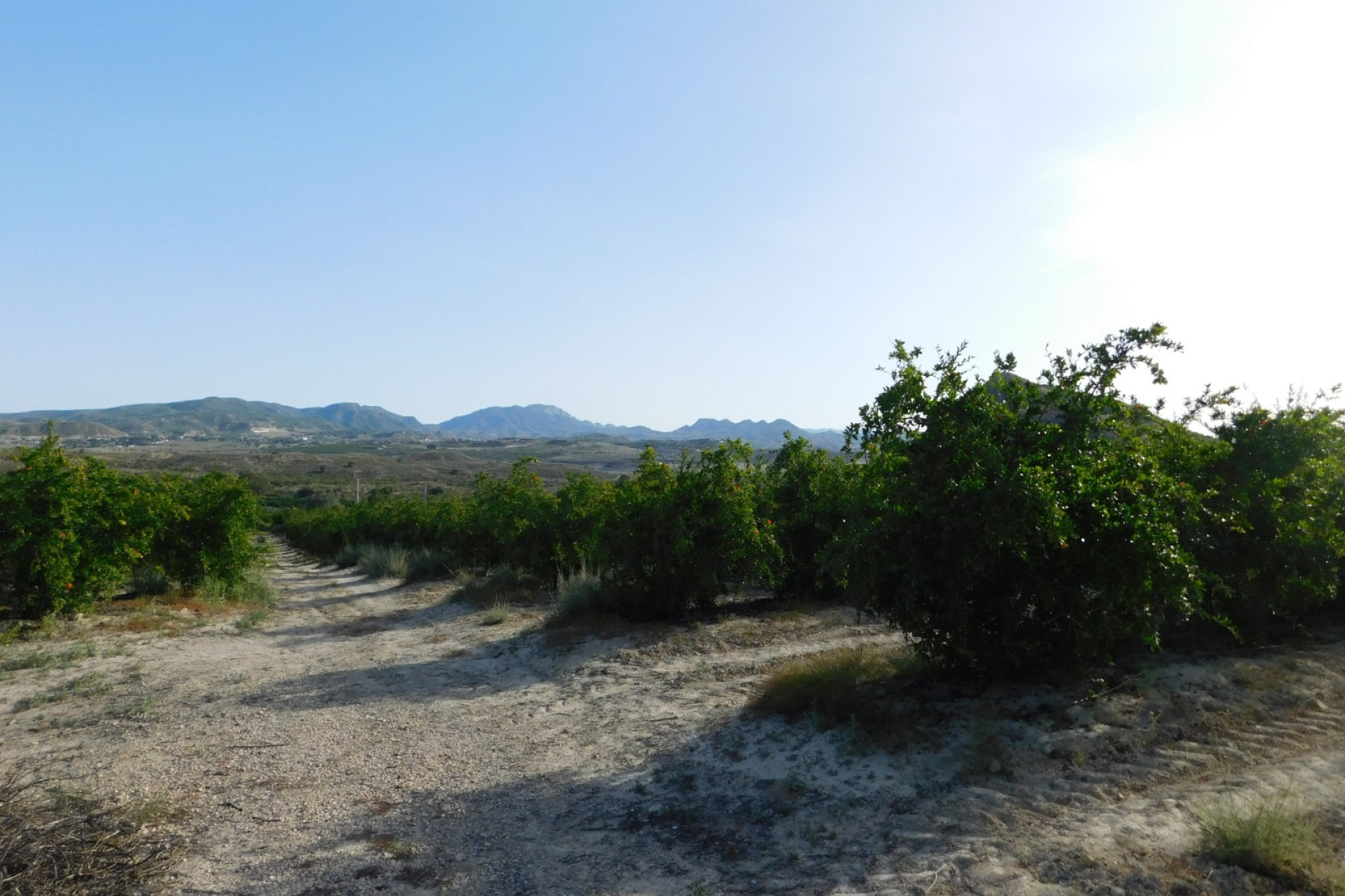Herverkoop - Perceel / Grond - Torremendo