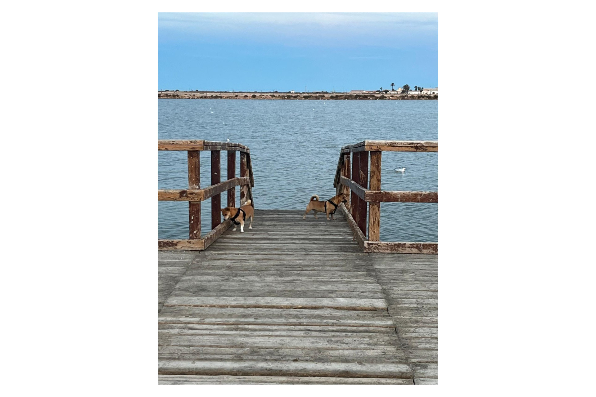 Herverkoop - Stadshuis - San Pedro del Pinatar - Los Antolinos