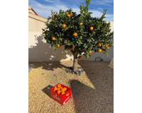 Herverkoop - Vrijstaande villa - Ciudad Quesada