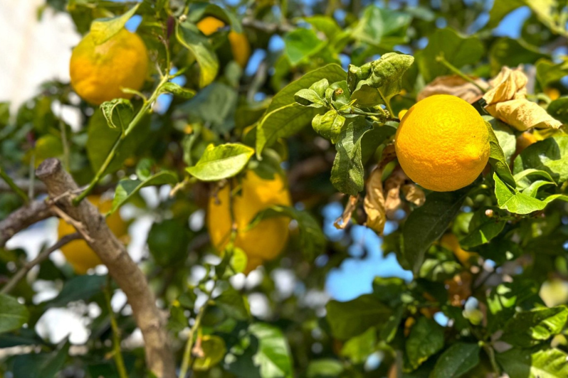 Herverkoop - Vrijstaande villa - Orihuela Costa - Villamartín