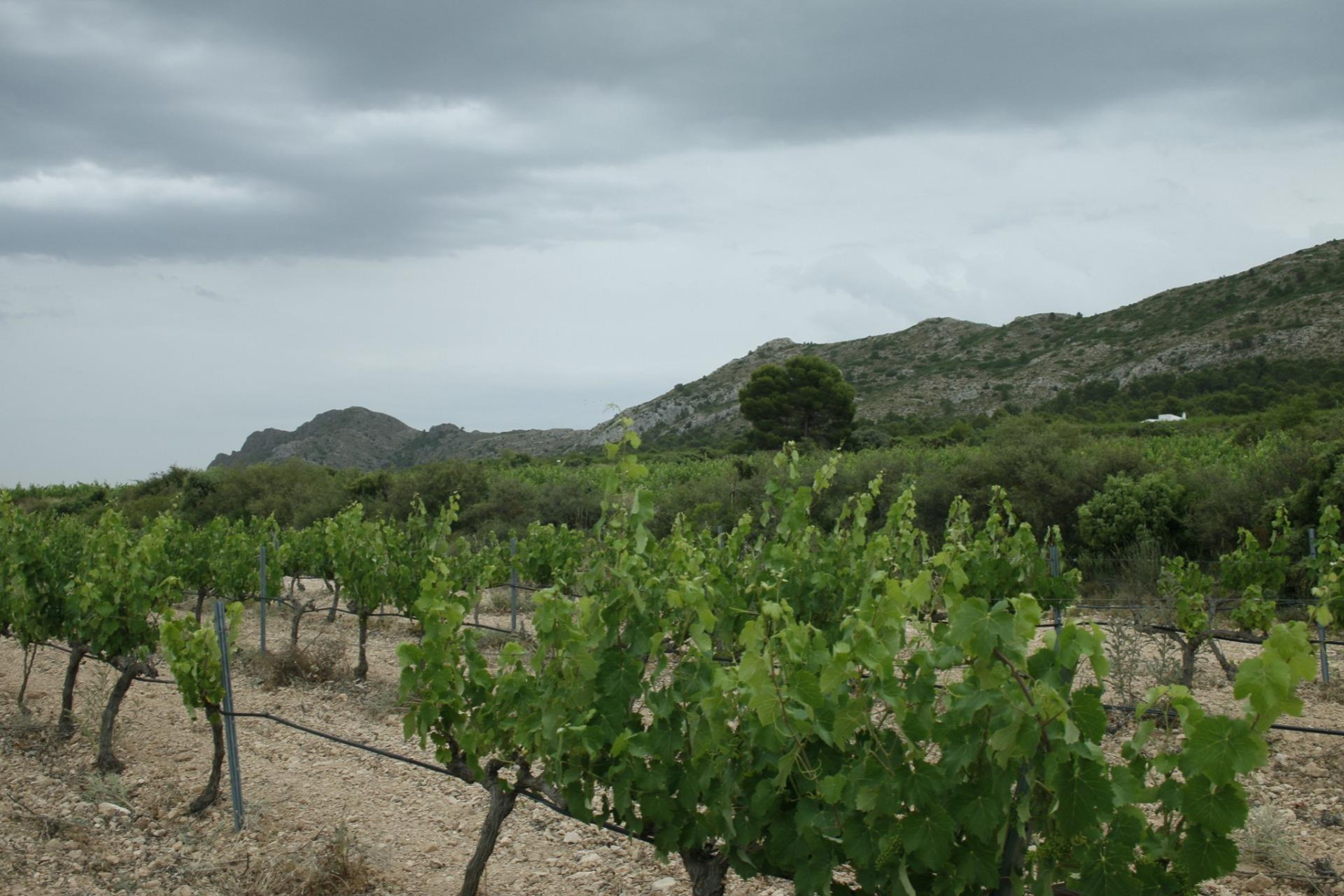 New Build - Detached Villa - Yecla