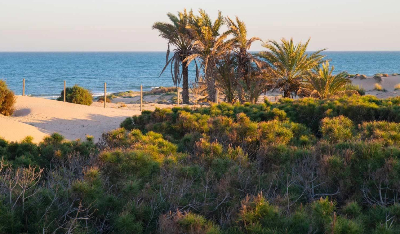 Nieuwbouw Woningen - Appartement / Flat - Guardamar del Segura - Avda del Puerto