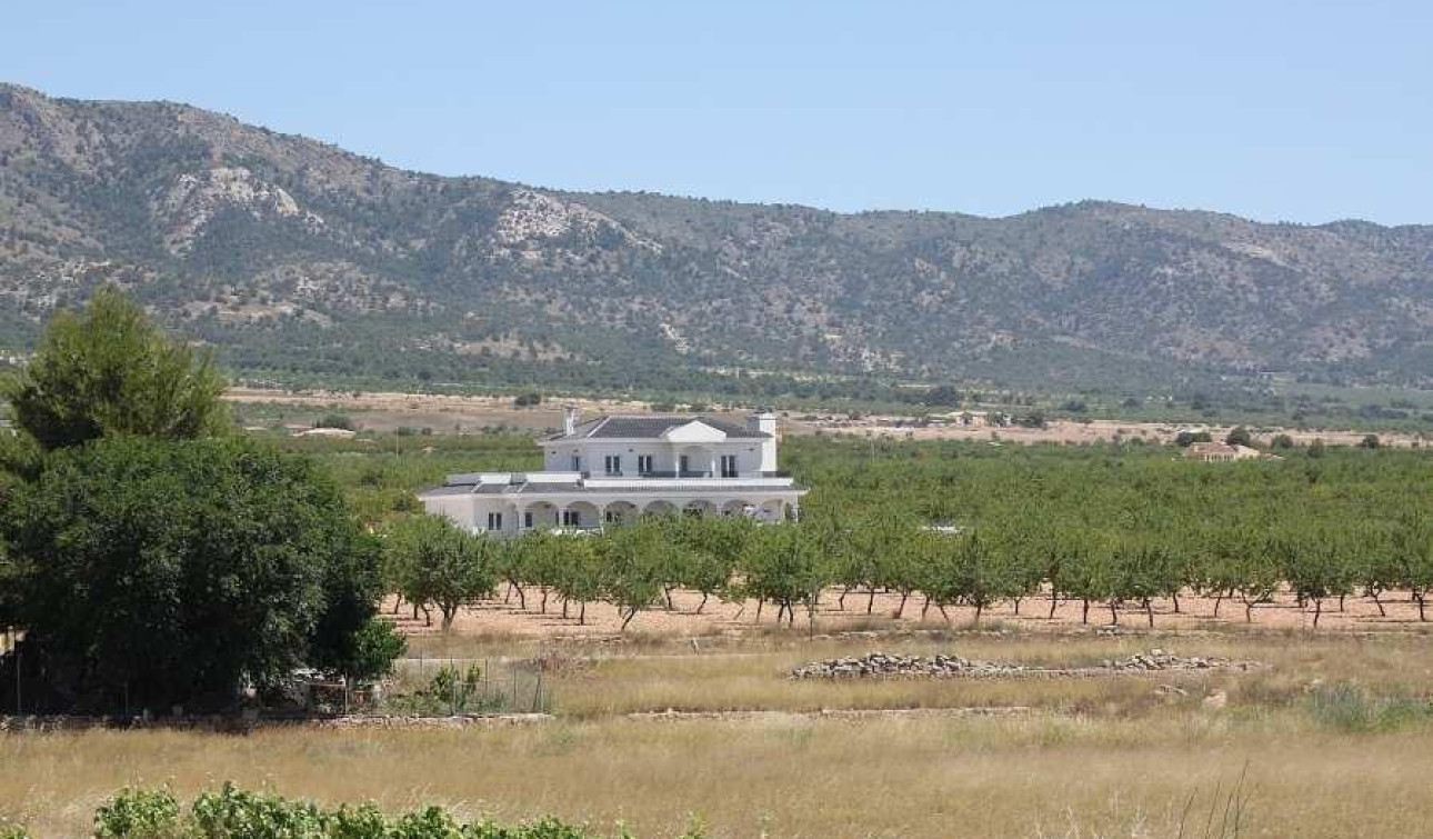 Obra nueva - Villa independiente - Pinoso - Camino Del Prado