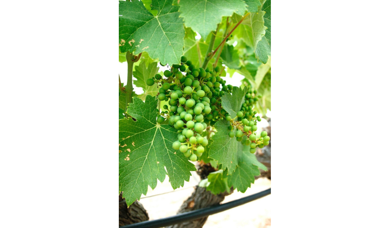 Obra nueva - Villa independiente - Yecla