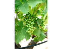 Obra nueva - Villa independiente - Yecla