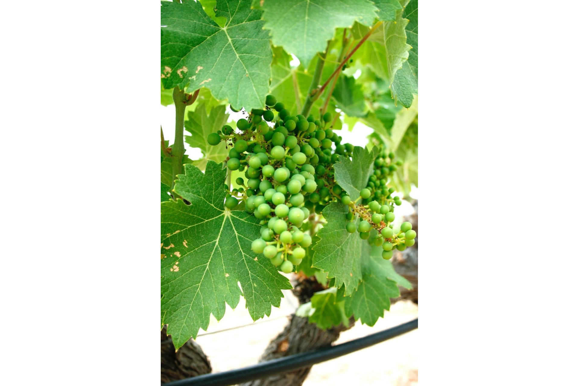 Obra nueva - Villa independiente - Yecla