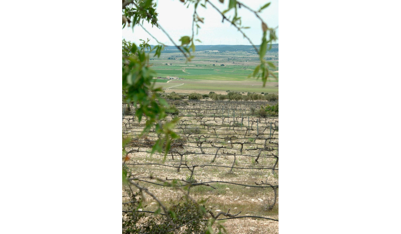 Obra nueva - Villa independiente - Yecla