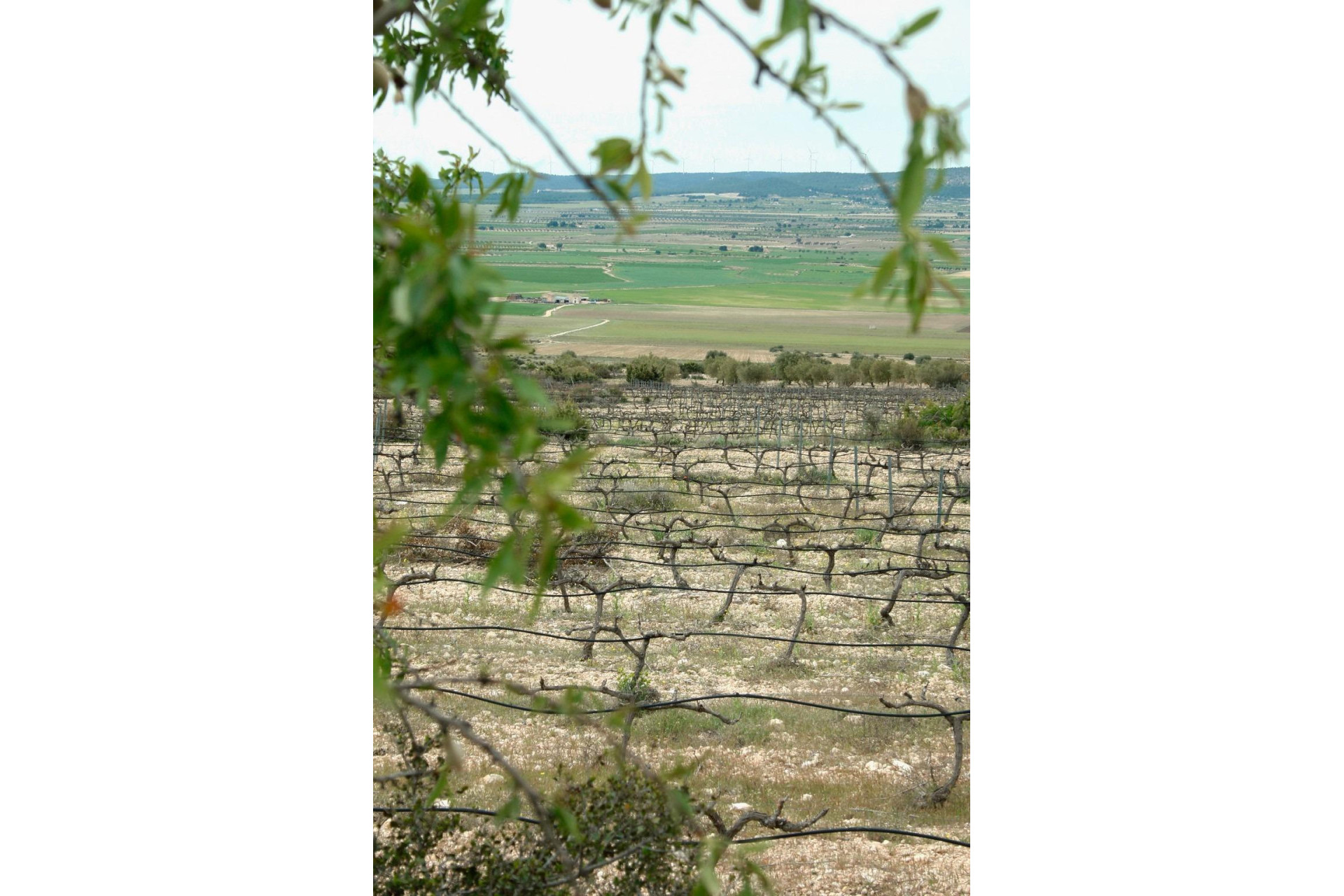Obra nueva - Villa independiente - Yecla