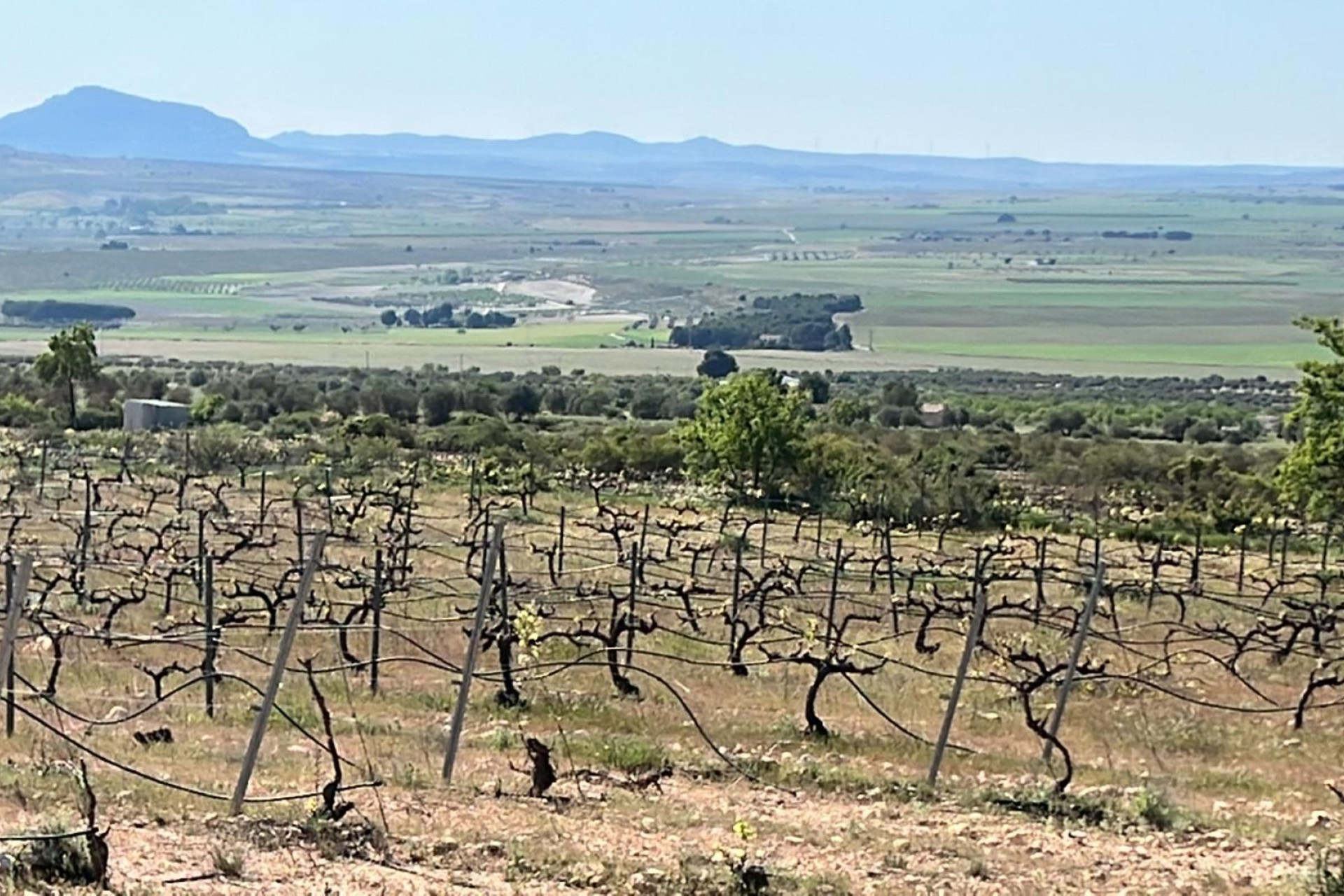 Obra nueva - Villa independiente - Yecla