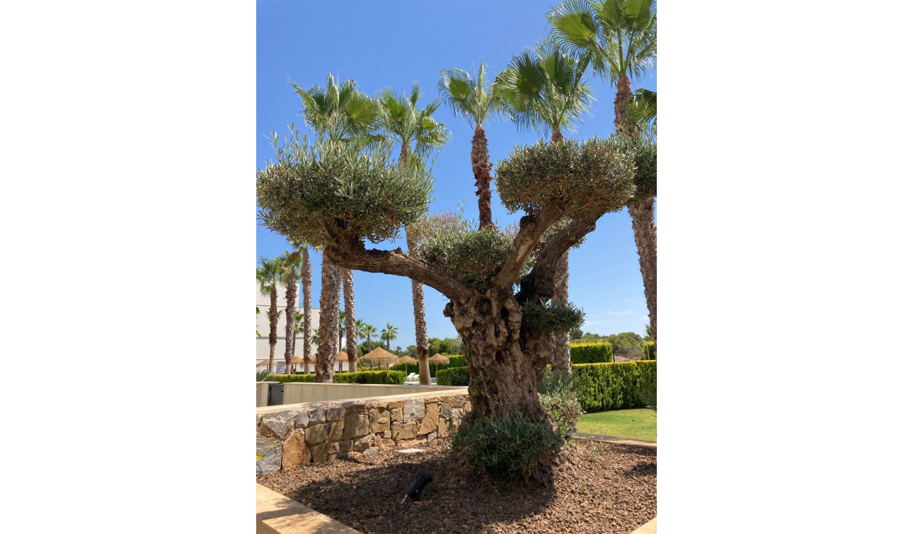 Resale - Apartment / Flat - San Miguel de Salinas - Las Colinas