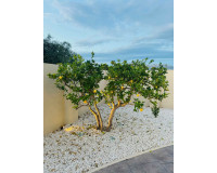 Resale - Detached Villa - Alfas del Pí - pueblo