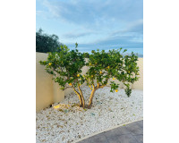 Resale - Detached Villa - Alfas del Pí - pueblo