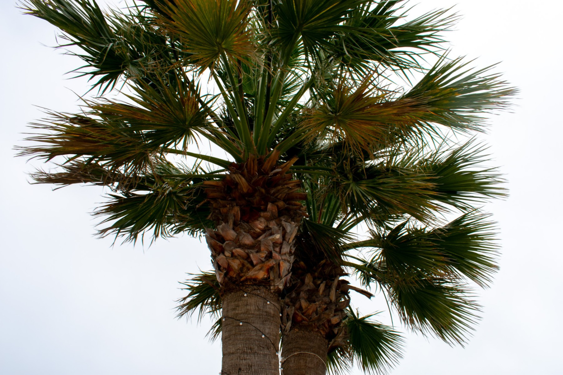 Resale - Detached Villa - Cartagena - La Manga del Mar Menor