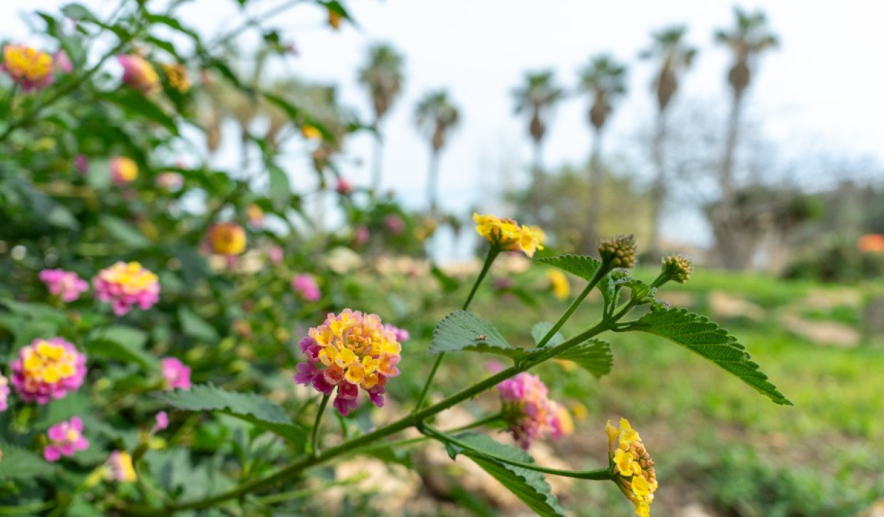 Resale - Detached Villa - Los Altos