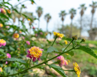 Resale - Detached Villa - Los Altos