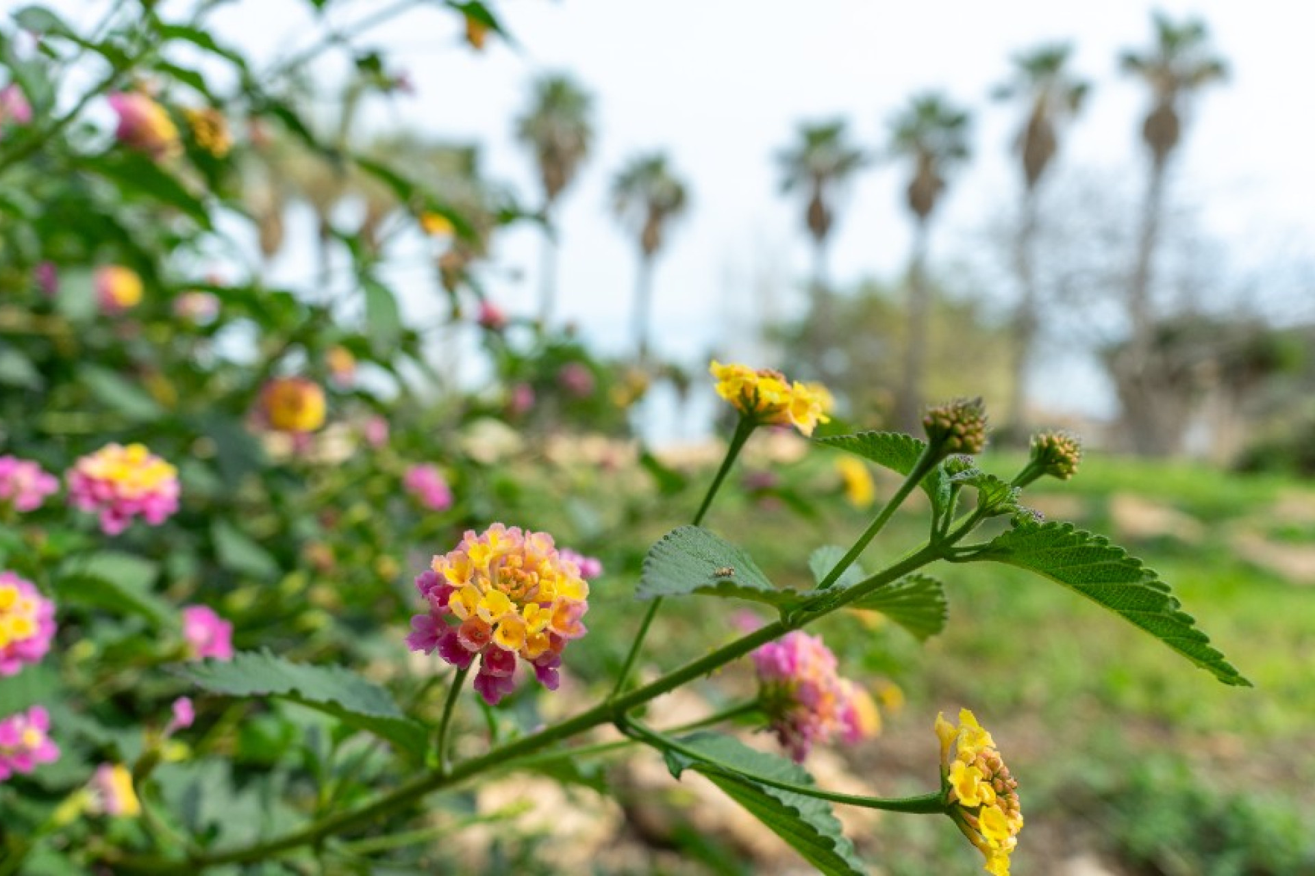 Resale - Detached Villa - Los Altos