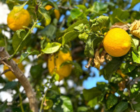 Resale - Detached Villa - Orihuela Costa - Villamartín