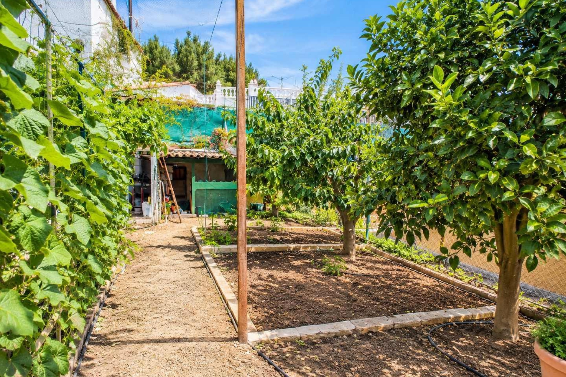 Resale - Detached Villa - San Miguel de Salinas - Ciudad De Las Comunicaciones