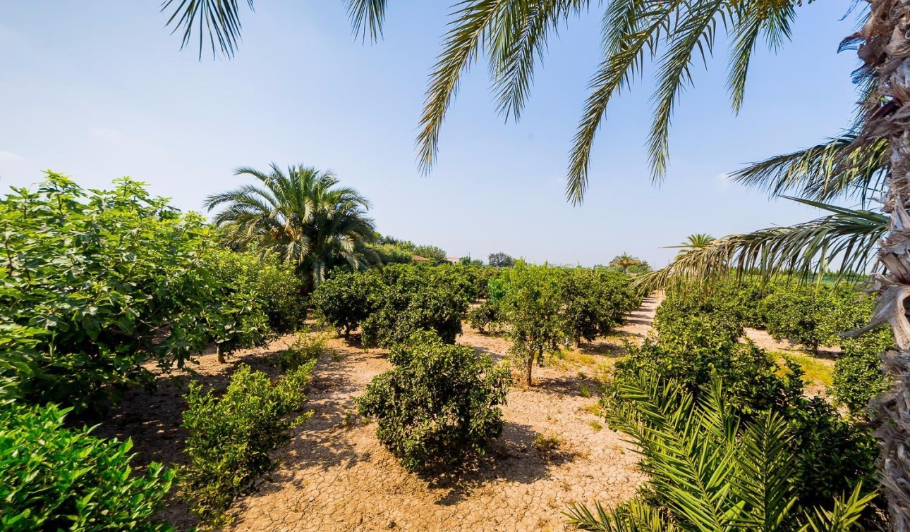 Resale - Finca / Country Property - Almoradí - Almoradi