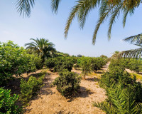 Resale - Finca / Country Property - Almoradí - Almoradi