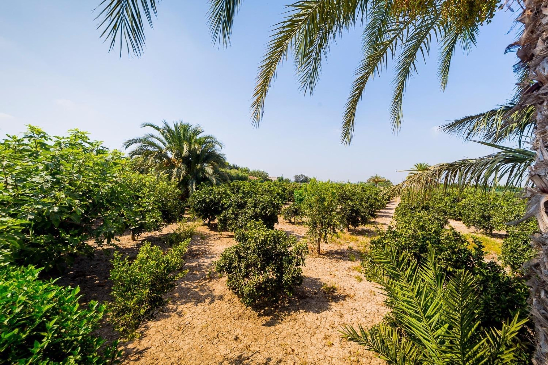 Resale - Finca / Country Property - Almoradí - Almoradi