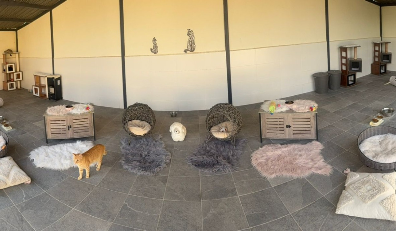 Resale - Finca / Country Property - Elche - Las Bayas