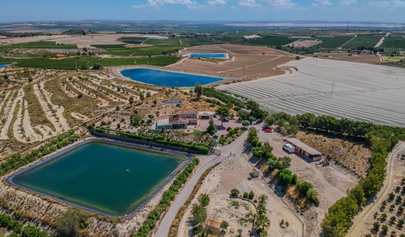 Resale - Finca / Country Property - San Miguel de Salinas - Torremendo