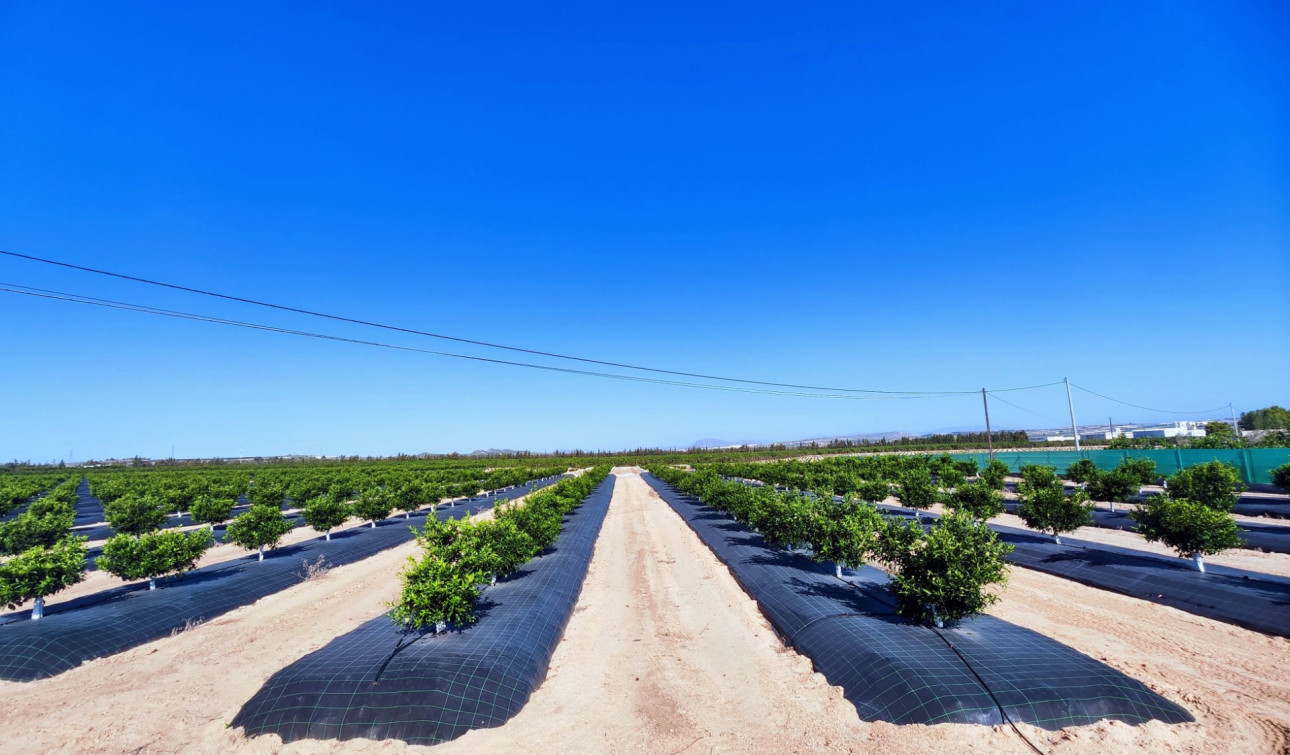 Resale - Finca / Country Property - San Miguel de Salinas