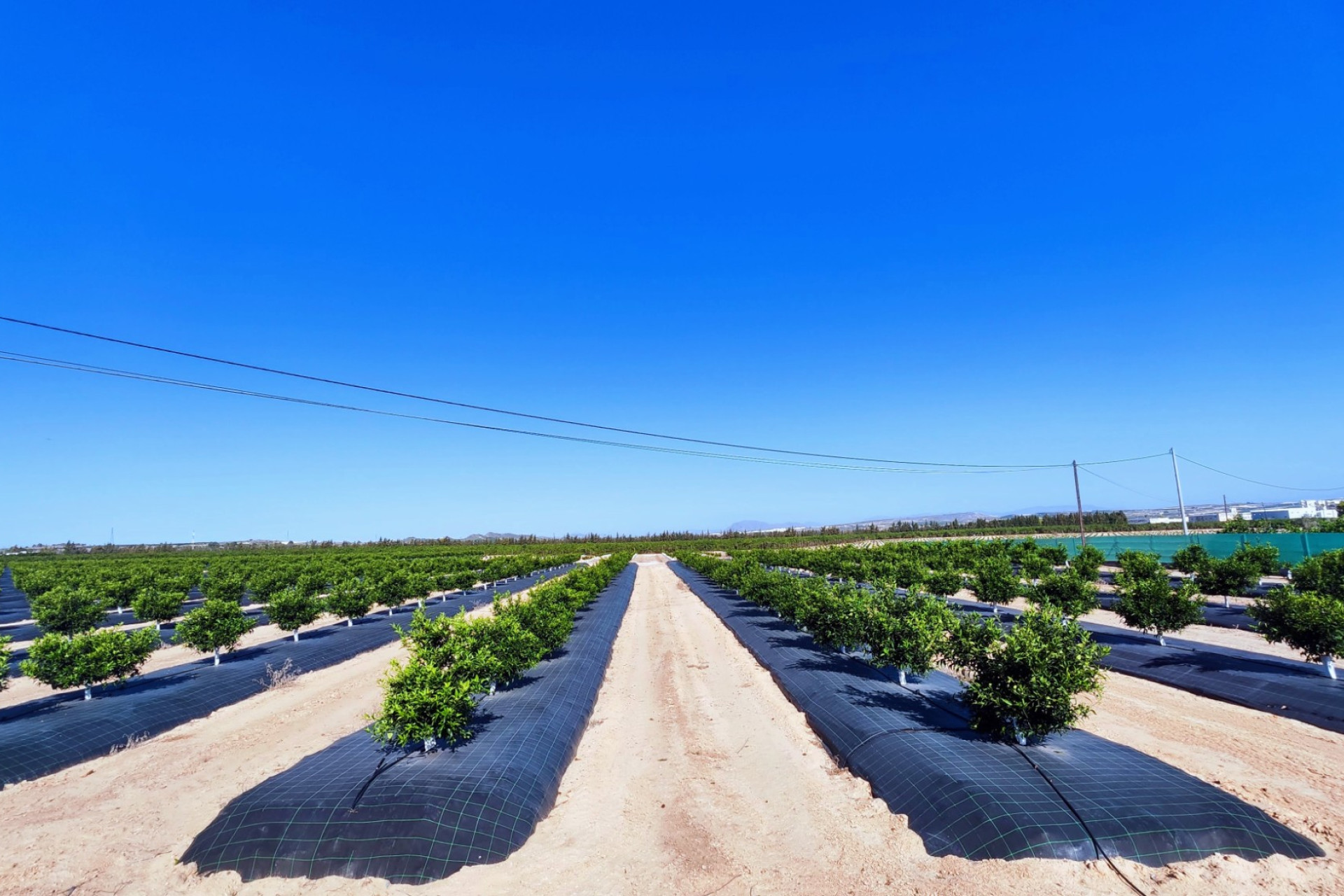 Resale - Finca / Country Property - San Miguel de Salinas