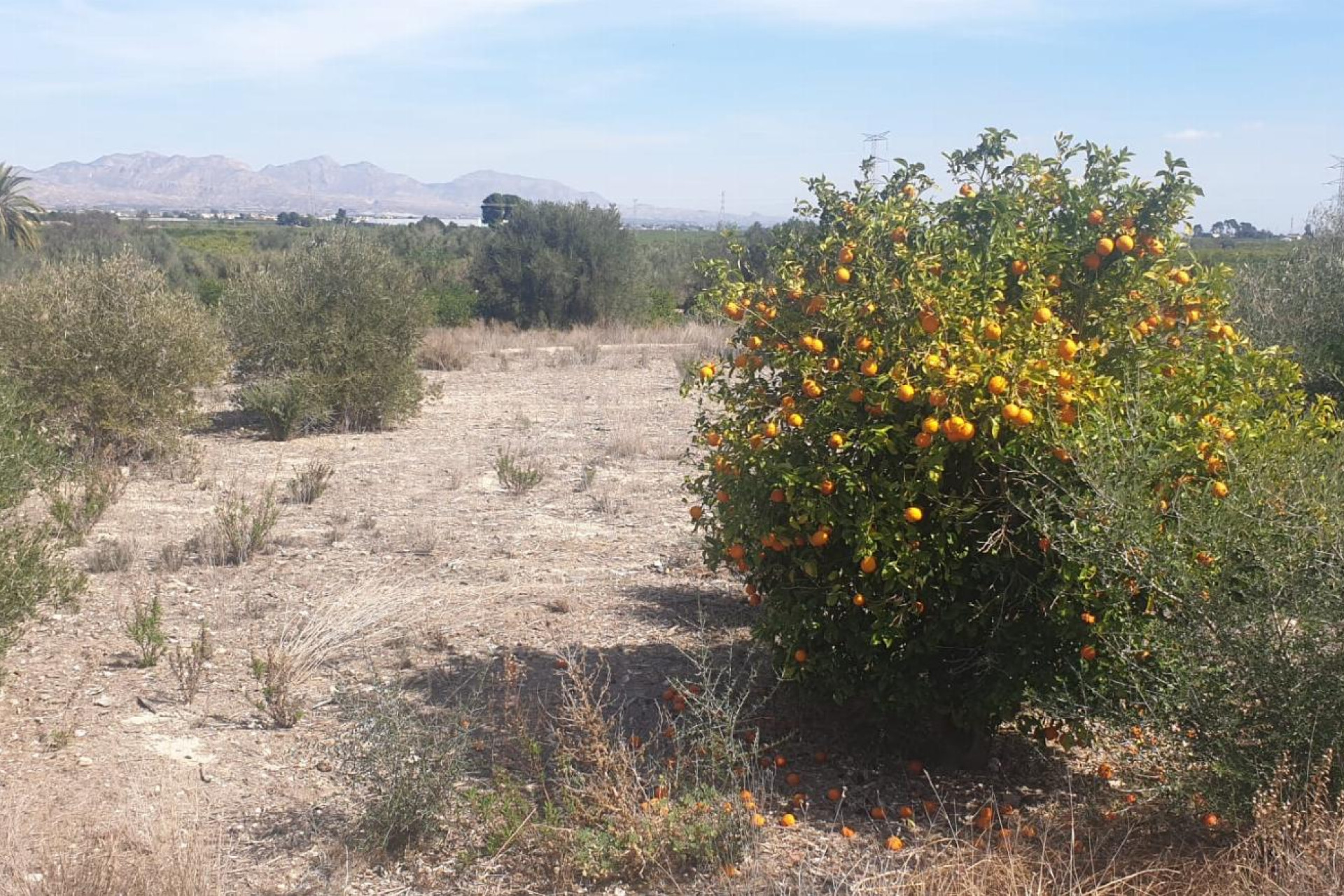 Resale - Plot / Land - Benferri - HUERTA PUEBLO