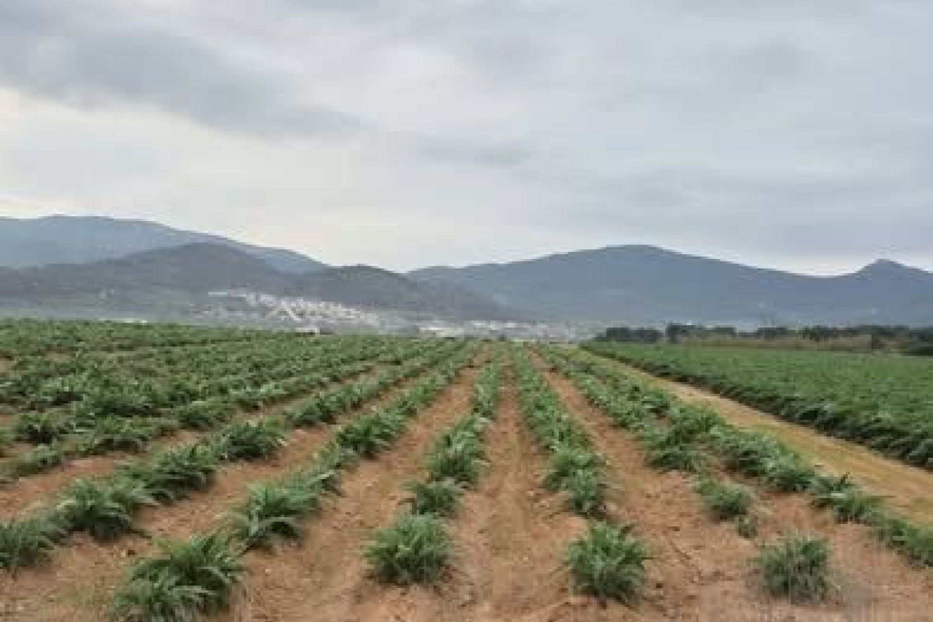 Resale - Plot / Land - Hondón de las Nieves