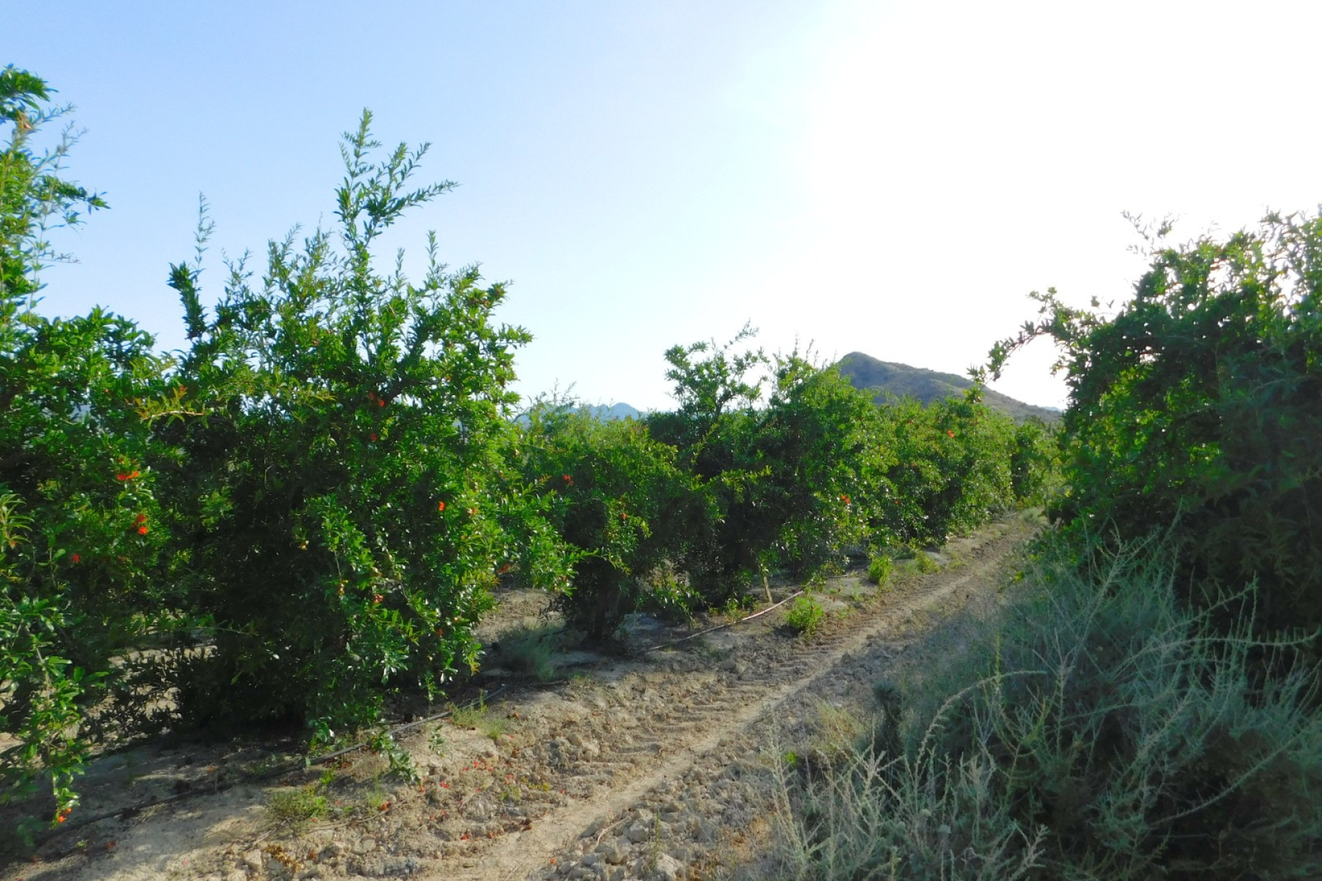 Resale - Plot / Land - Torremendo