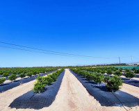 Reventa - Finca / Propiedad de Campo - San Miguel de Salinas