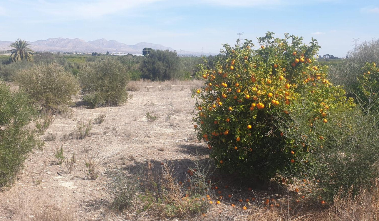 Reventa - Parcela / Terreno - Benferri - HUERTA PUEBLO