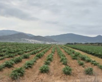 Reventa - Parcela / Terreno - Hondón de las Nieves