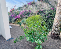 Reventa - Villa independiente - Algorfa