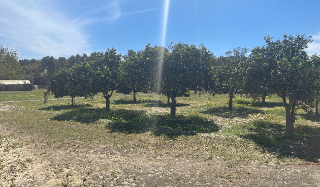 Reventa - Villa independiente - Guardamar del Segura - Valencian Community