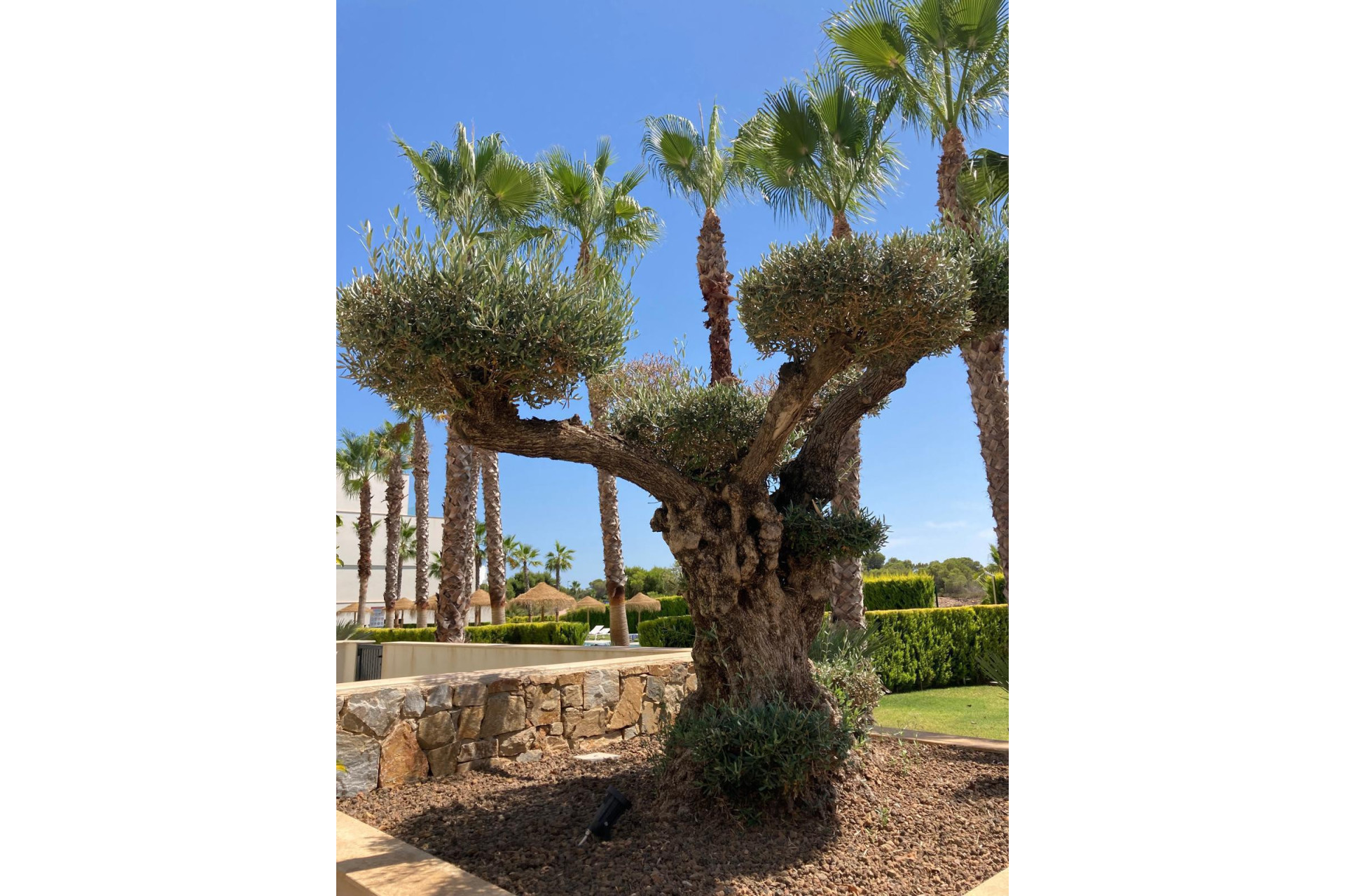 Revente - Appartement - San Miguel de Salinas - Las Colinas