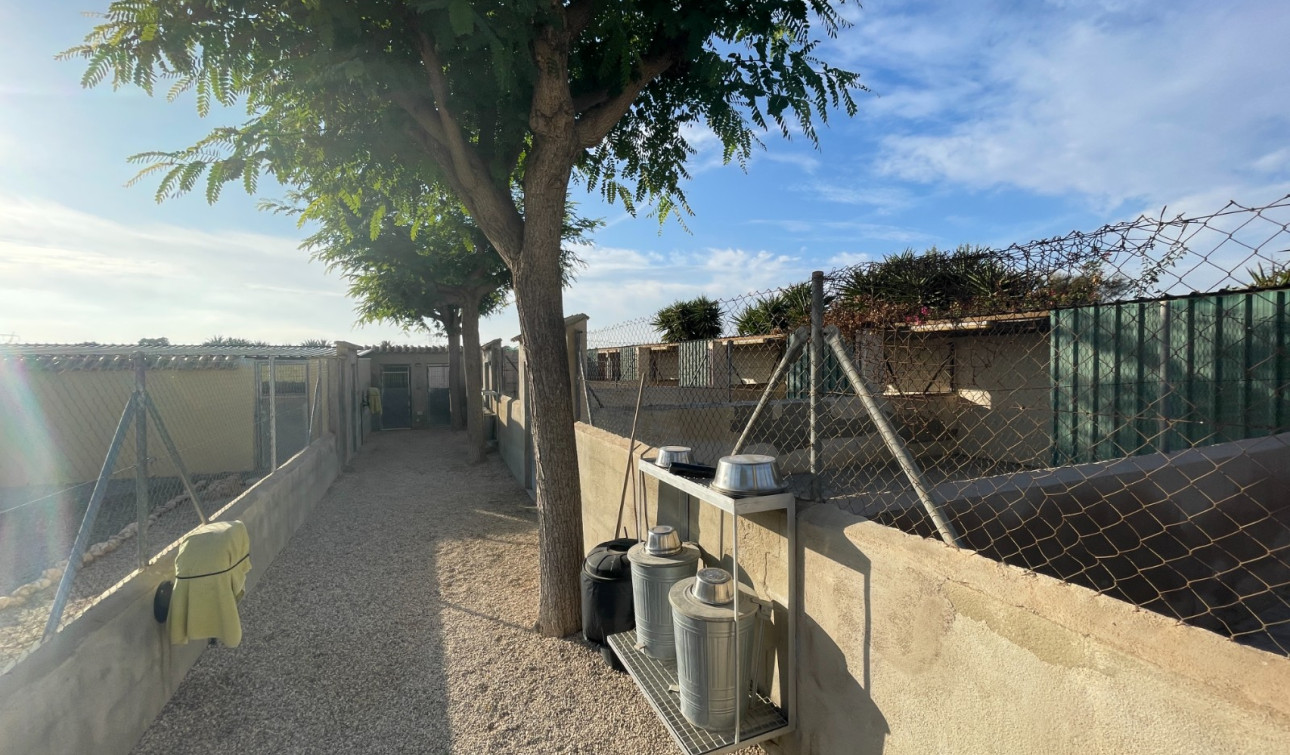 Revente - Finca / Propriété de campagne - Elche - Las Bayas