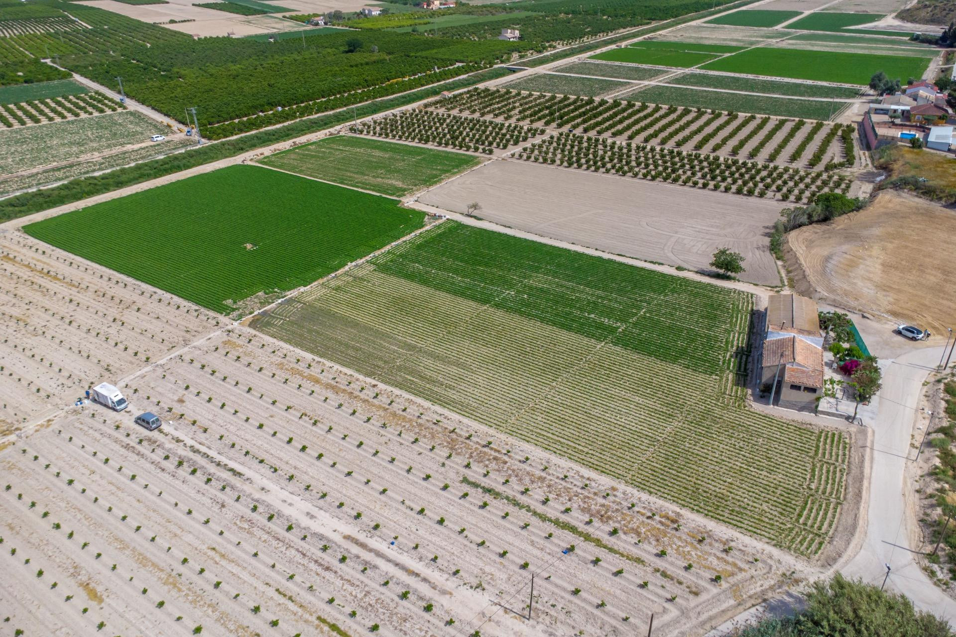 Revente - Finca / Propriété de campagne - Orihuela - Desamparados-Hurchillo-Torremendo