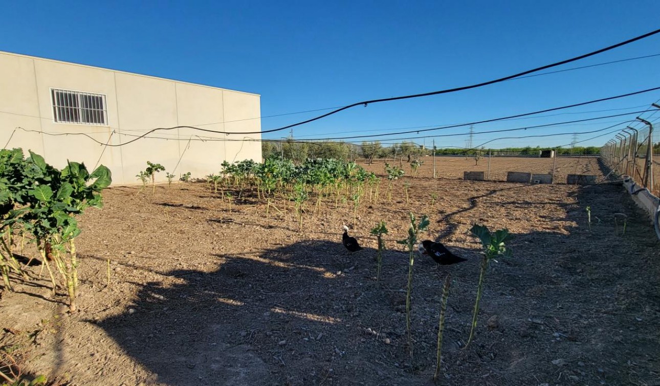 Revente - Finca / Propriété de campagne - San Miguel de Salinas