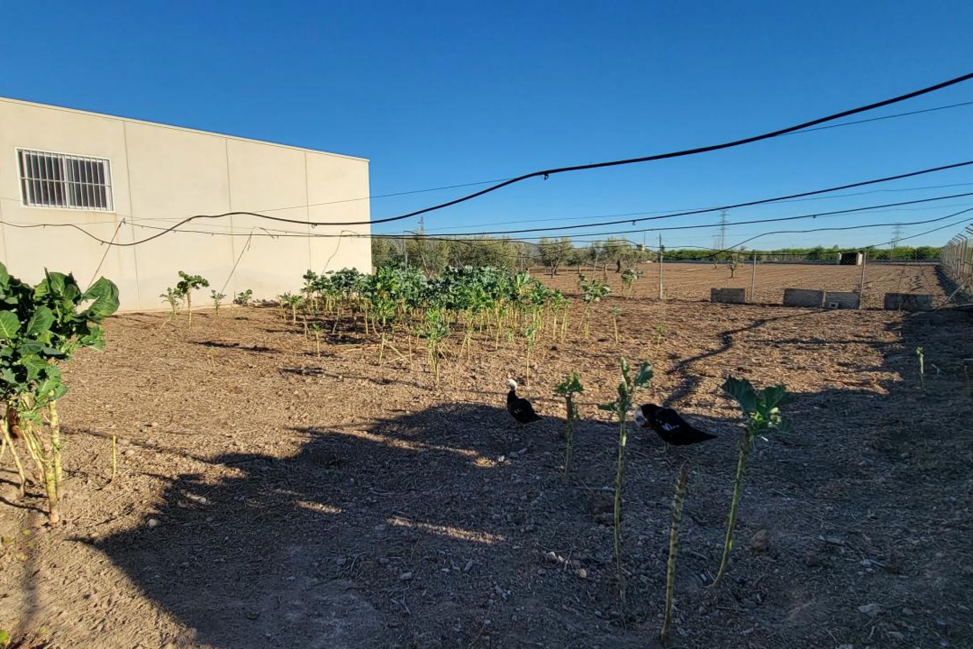 Revente - Finca / Propriété de campagne - San Miguel de Salinas