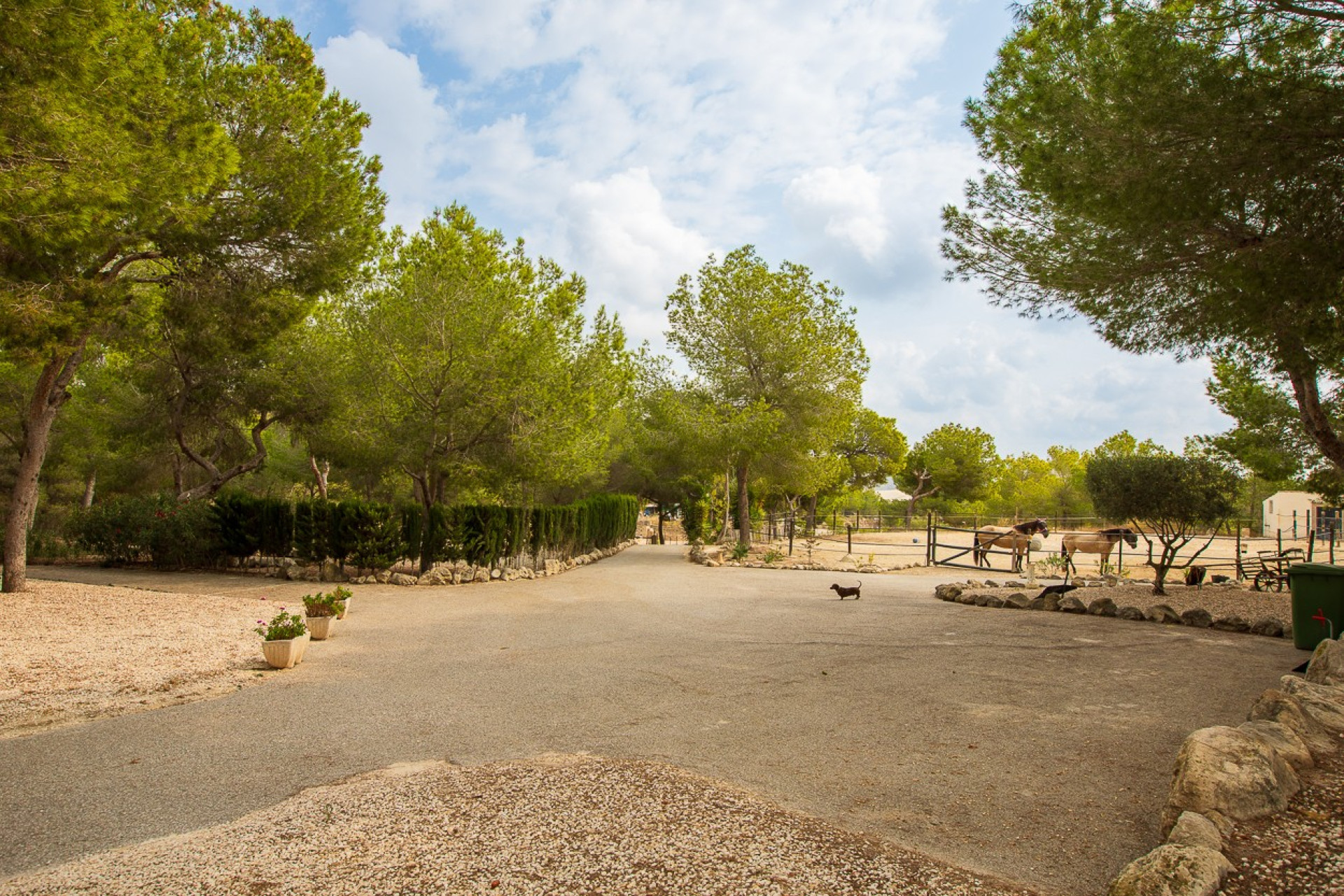 Revente - Finca / Propriété de campagne - Torremendo