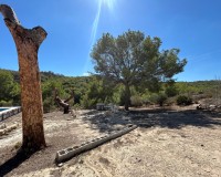 Revente - Finca / Propriété de campagne - Torremendo