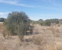 Revente - Parcelle / Terrain - Benferri - HUERTA PUEBLO