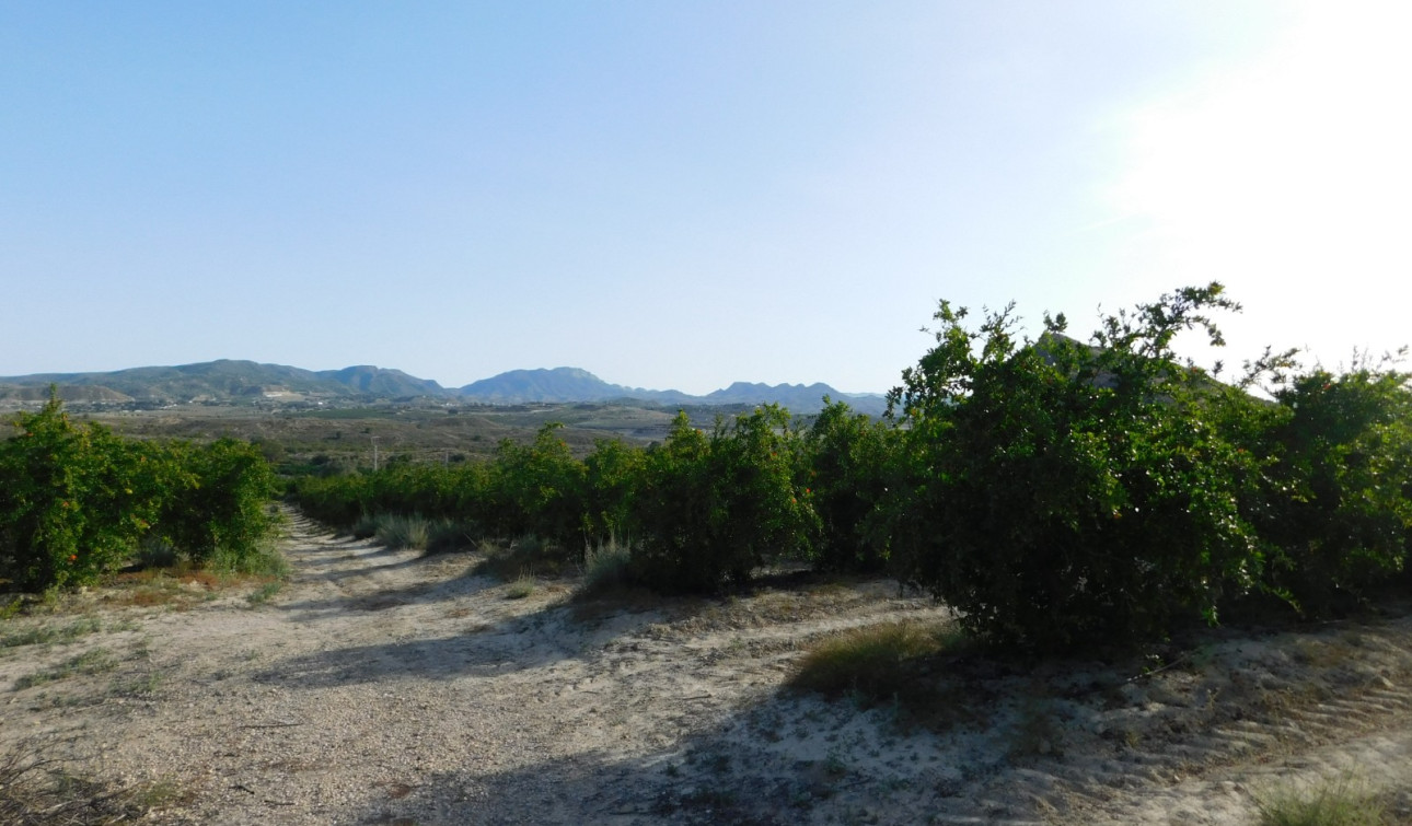 Revente - Parcelle / Terrain - Torremendo