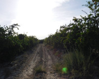 Revente - Parcelle / Terrain - Torremendo